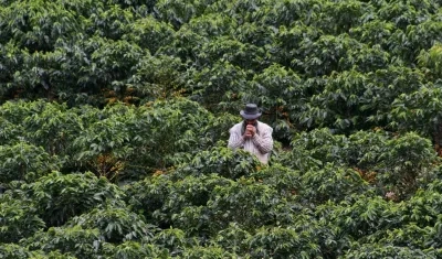 Cultivo de café en Colombia. 