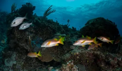 Científicos descubrieron al menos 50 especies nuevas.