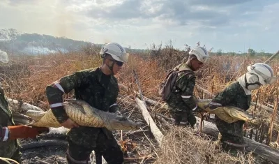 Momentos en que el Ejército rescata a los caimanes. 