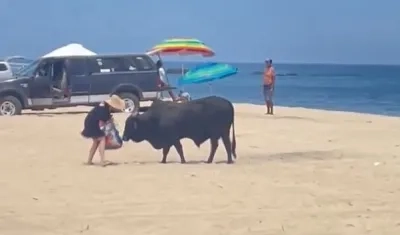 Toro en playa de México.
