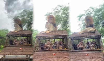 Leones se aparean encima de un carro con turistas.