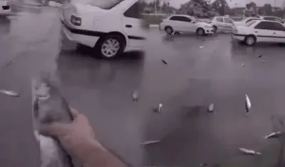 Lluvia de peces en Irán.