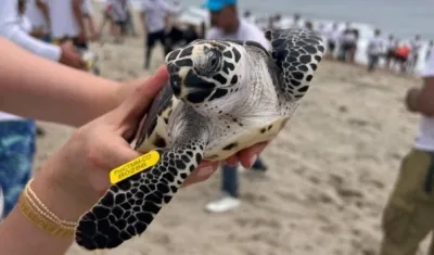 Tortugas marinas fueron devueltas a su hábitat.