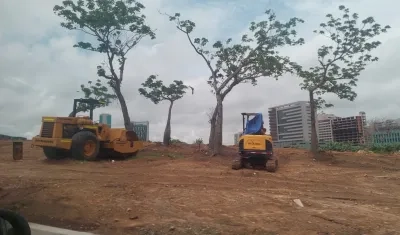 "¿Cuántas hectáreas quedan sin arrasar en Mallorquín?"