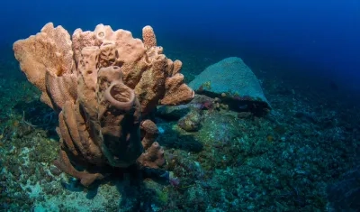 Reglamentará ingreso de especies invasoras.