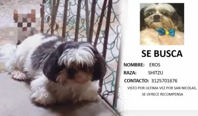 Eros es de raza shitzu.