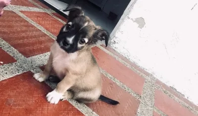 'Lukas' se perdió el pasado 31 de mayo.