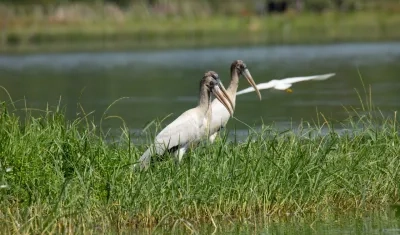 En Suan habrá una actividad de apropiación del conocimiento de las comunidades ribereñas del río Magdalena.