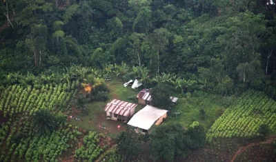 Imagen referencial de cultivos ilícitos.  