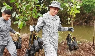 Fuerza Aérea Colombiana sembró 2.500 mangles.