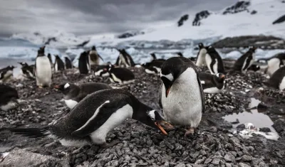 Fotografía cedida por el fotógrafo, realizador y escritor John Weller de unos pinguinos en la Antártida