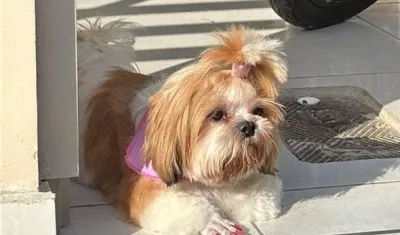 'Susi' es buscada por sus dueños.