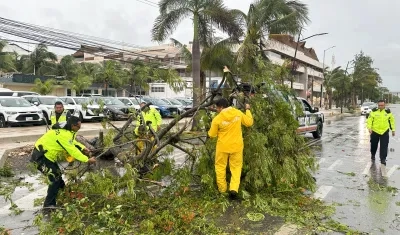 Árboles en el suelo por paso de huracán.