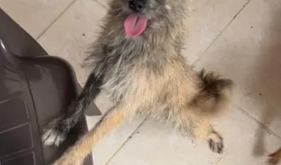 'Luna' está embarazada.