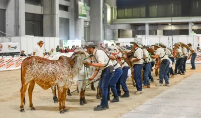 Alrededor de 280 animales en Agroexpo Caribe.
