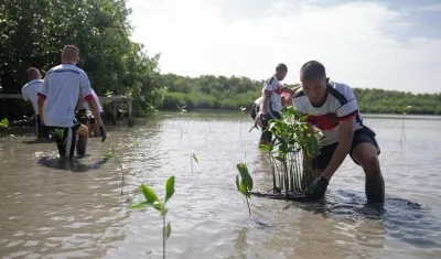 Siembra en la Ciénaga de Mallorquín.