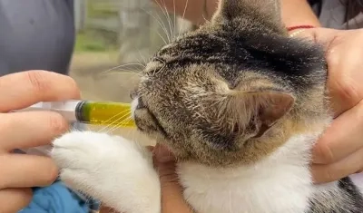 La jornada será en la plaza principal del municipio. 