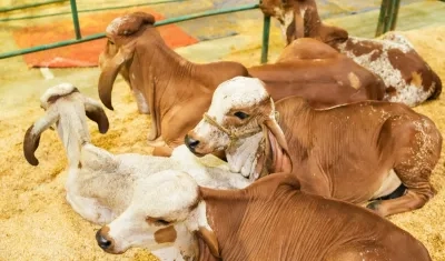 La feria inició el miércoles.