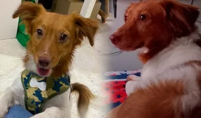 Rocky un perro escocés. 