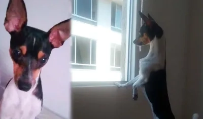 'Tina', la perrita que se perdió en en el barrio La María en Soledad.