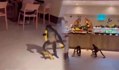 Momentos en los monos roban los bananos. 