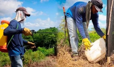 Siembra de árboles en Galapa y Tubará.
