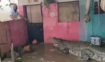 Cocodrilos invaden hogares en India.