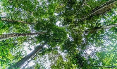 Imagen de referencia.