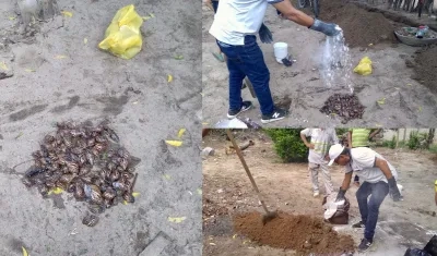 Momentos en que los caracoles africanos eran eliminados por funcionarios de la Alcaldía. 