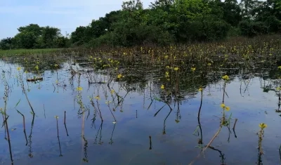 Ejemplares de una Utricularia en el departamento del Santander.