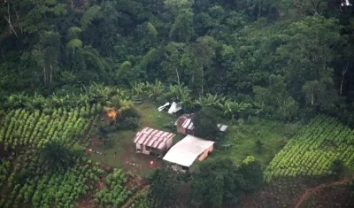 Imagen referencial de cultivos ilícitos.