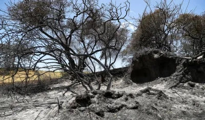 Zona afectada por los incendios.