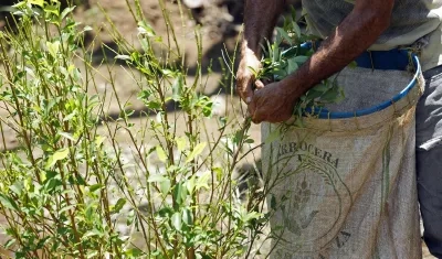 Recolección de coca.