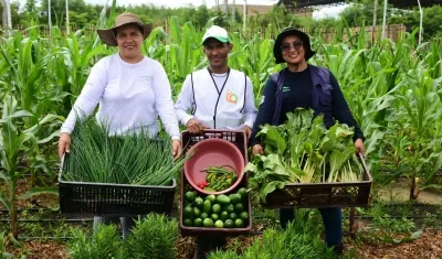 Se han recogido 12.3 kilos de frutas y verduras.