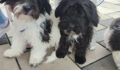 El evento será de 2:00 hasta las 9:00 p.m.