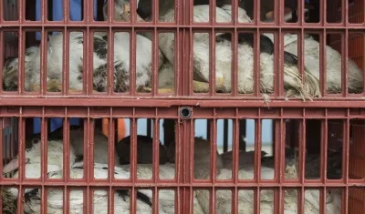  Aves de corral que son llevadas en jaulas a un matadero para evitar que se extienda una epidemia de gripe aviar.
