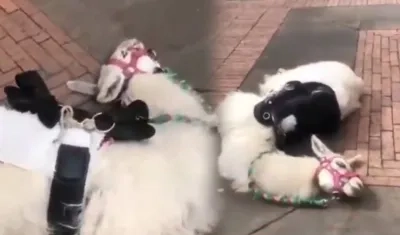 Llama tirada en el piso.