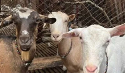 Imagen de referencia.