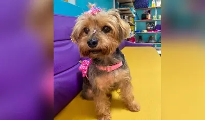 'Pola', perrita de 10 años, se perdió en Los Almendros. 