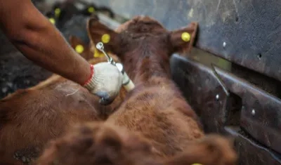 Jornadas de vacunación de los animales contra la fiebre aftosa.