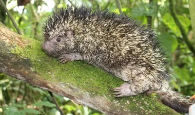 'Coendou vossi', nueva especie.