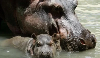 Hipopótamos en zoológico de Medellín.