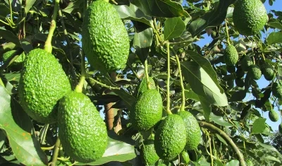 Aguacate Hass.
