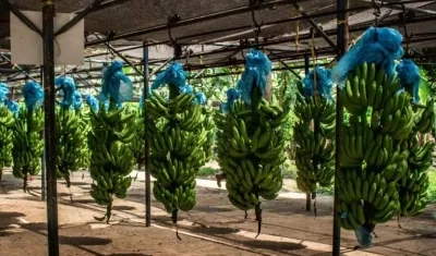 Imagen de referencia.