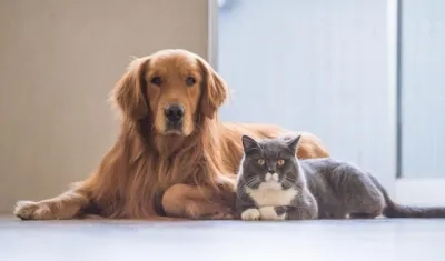 Las mascotas son parte fundamental de las familias. 