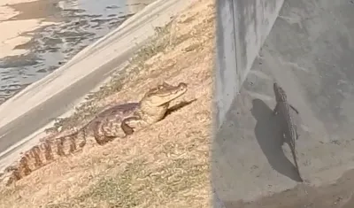 Babilla hallada en Alameda del Río. 