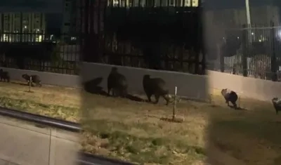 Los dos chigüiros captados en un conjunto de Alameda del Río.