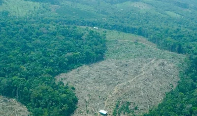 En 2024 aumentó en 35% la deforestación frente al año anterior.