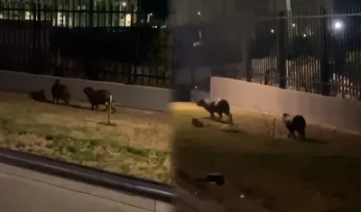 Chigüiros avistados en un conjunto de Alameda del Río. 