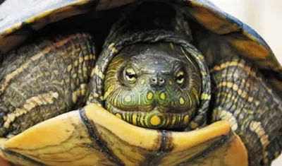 Las hicoteas son una de las especies en peligro durante Semana Santa. 